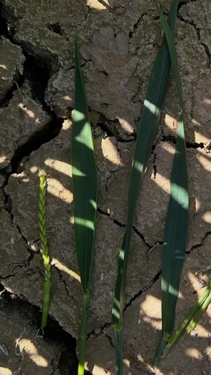 Some updates from our Herefordshire RTC site include:

🌾Flag leaves rapidly emerging 
🌱Delayed Septoria infection
🪰 Gout fly eggs and adults
🐝Early signs of aphids present and some natural predators at work

Join us for our Open Day at Sutton St Nicholas on Monday 7th July!