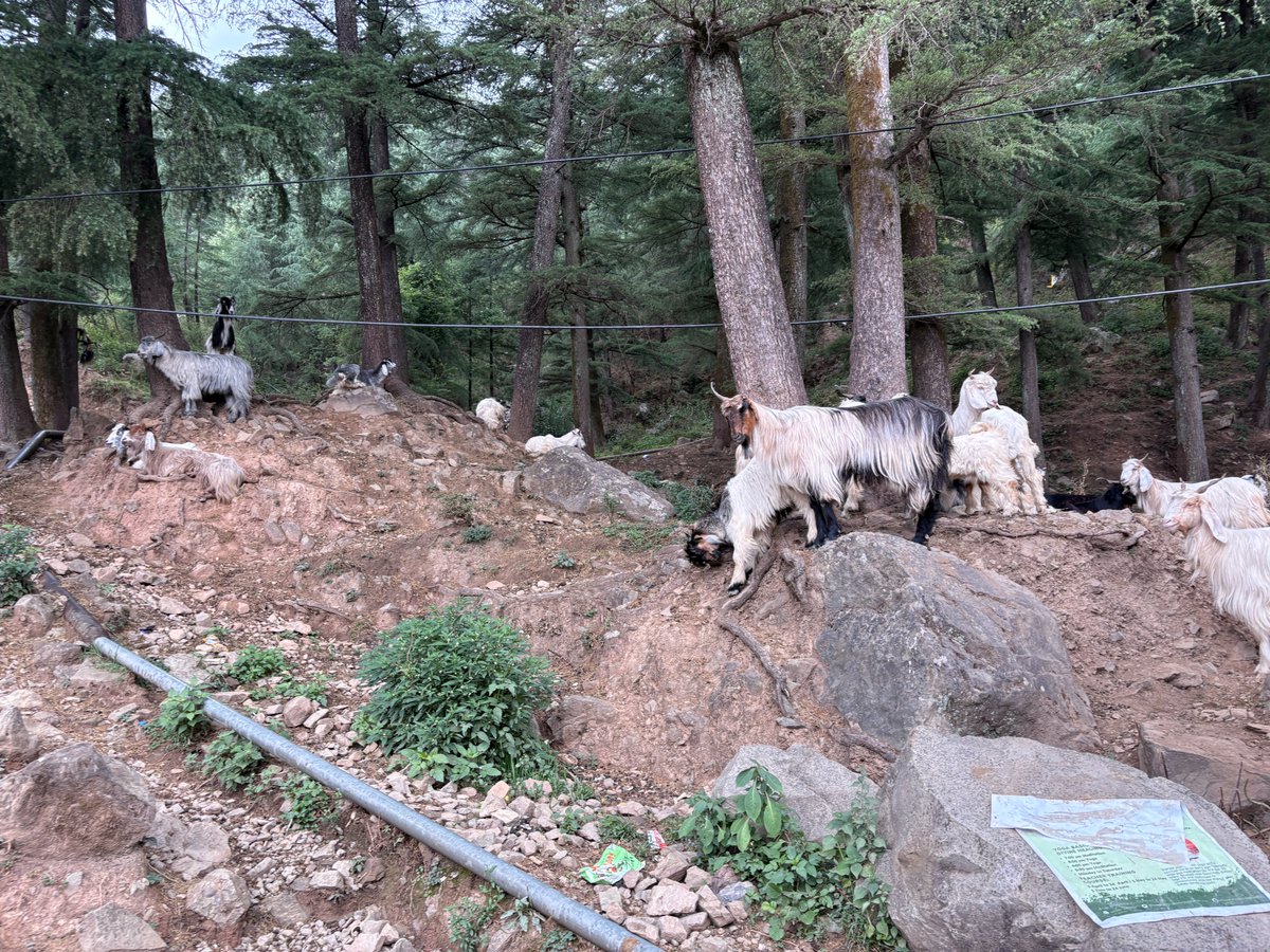 ishaan (@ishaan0x) on Twitter photo Last week I traveled to dharmshala with <a href="/BasedIndia/">Based India</a> & <a href="/callusfbi/">Farcaster Builders International</a> - I knew indian devs were cracked, but it was still crazy to see them spin up verifiable apps in real time
I met some incredible people:
- an exited founder of an oracle network
- an ex-dentist turned content Last week I traveled to dharmshala with <a href="/BasedIndia/">Based India</a> & <a href="/callusfbi/">Farcaster Builders International</a> - I knew indian devs were cracked, but it was still crazy to see them spin up verifiable apps in real time
I met some incredible people:
- an exited founder of an oracle network
- an ex-dentist turned content
