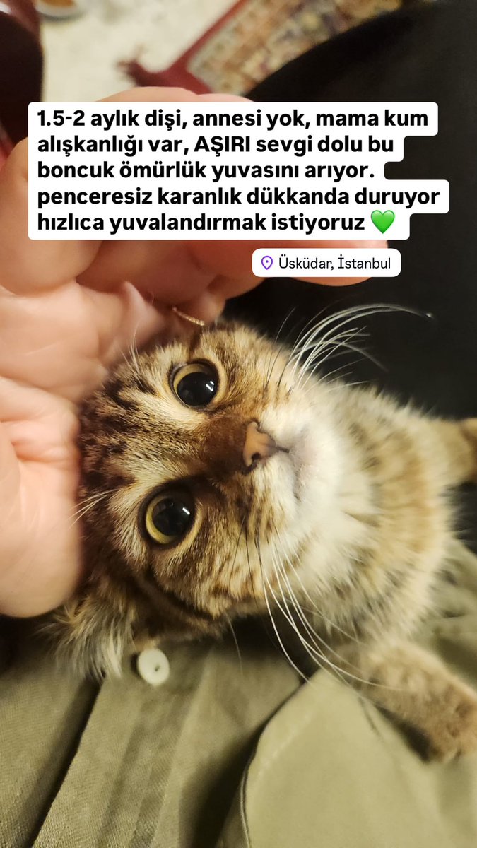 bu boncuk gözler size baksın istemez misiniz 🥹 

#yuva #kedisahiplendirme #yavrukedi