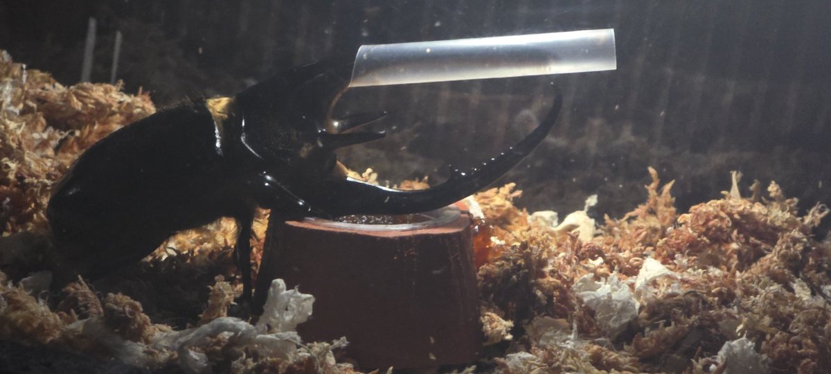 Dynastes neptunus，I think the coolest beetle is.