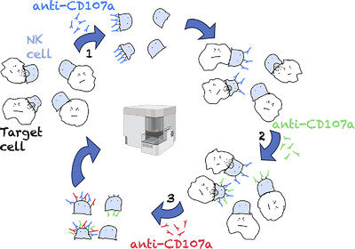 Waggoner Lab (@labwaggoner) on Twitter photo Repeated CD107a staining marks serially degranulating NK cells
onlinelibrary.wiley.com/doi/10.1002/ej… Repeated CD107a staining marks serially degranulating NK cells
onlinelibrary.wiley.com/doi/10.1002/ej…