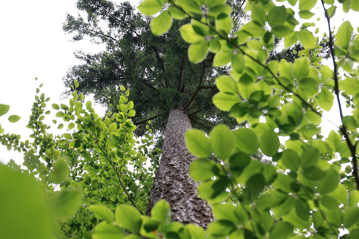 Looking up. Connecting with nature has a positive impact on our mental health. It can help us feel calmer and less stressed. Forests are an ideal setting to take some time for your wellbeing. 💚🌳

#MindfulMonday #ForestMoment #NewForest