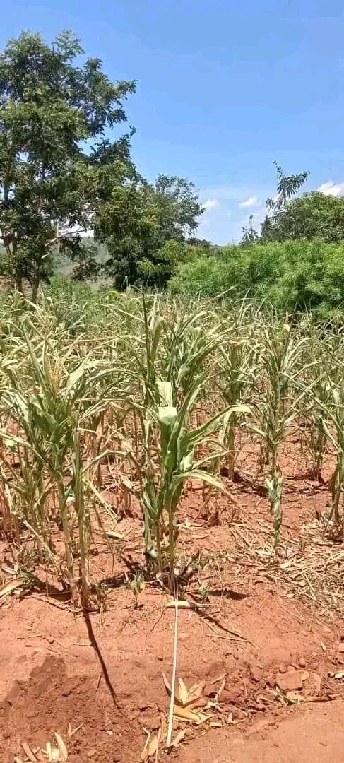 AbiluTangwa's tweet image. Another year, another drought. All that hope after planting, now just dust and despair.  Seeing 5 million worth of investment vanish is soul-crushing. Seriously considering throwing in the towel. #ClimateChange #Farming #Defeated