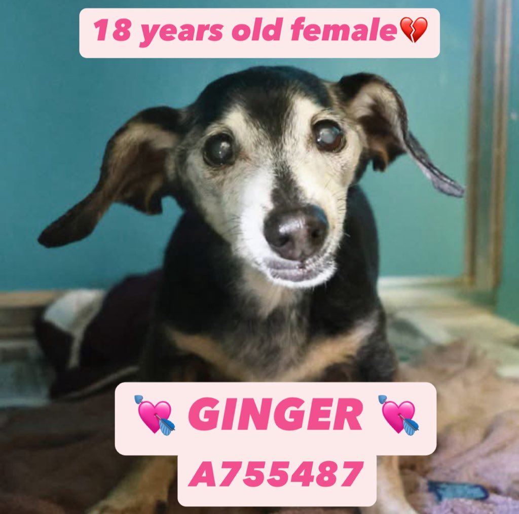Aurora ⸆⸉ ❯❯❯❯ (@_taysmyoxygen1d) on Twitter photo 🆘 18 YEARS OLD #DACHSHUND / #CHIHUAHUA DOG NEEDS OUT OF #SANANTONIO ACS #TEXAS BY WEDNESDAY 5.14‼️
💘 GINGER 💘 #A755487
To #AdoptDontShop 📧 acsadoptions@sanantonio.gov
☎️2102076666
To #foster 📧
acsrescue-foster@sanantonio.gov
☎️2102076669
#SeniorDog #PledgeForRescue 🆘 18 YEARS OLD #DACHSHUND / #CHIHUAHUA DOG NEEDS OUT OF #SANANTONIO ACS #TEXAS BY WEDNESDAY 5.14‼️
💘 GINGER 💘 #A755487
To #AdoptDontShop 📧 acsadoptions@sanantonio.gov
☎️2102076666
To #foster 📧
acsrescue-foster@sanantonio.gov
☎️2102076669
#SeniorDog #PledgeForRescue