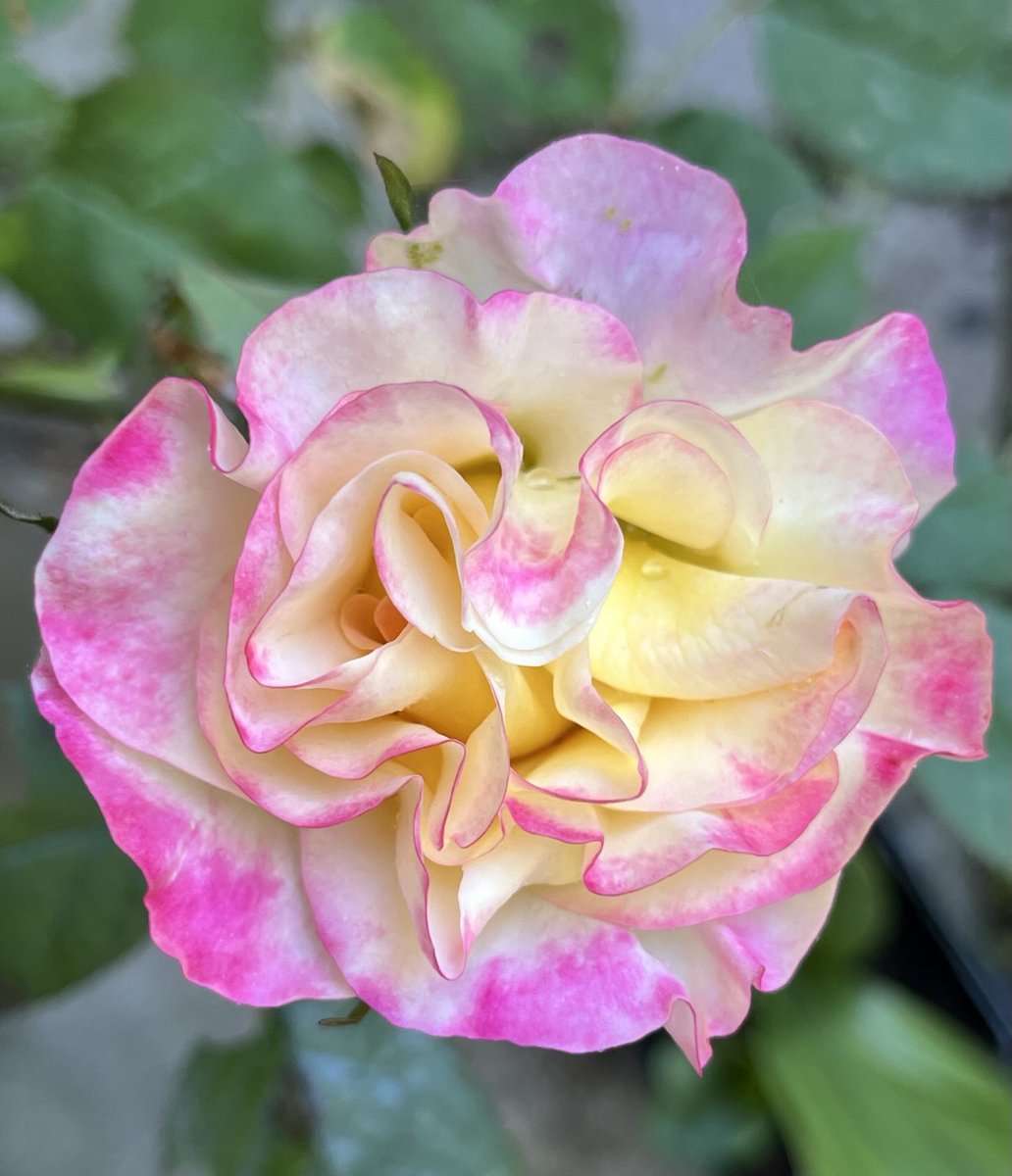 kgimson's tweet photo. Like raspberry ripple ice cream. Rosa You’re my Everthing. Rose of the Year 2025. @rosesukroses #FirstRose #roses Happy Monday gardeners https://t.co/GtCsvIjII6