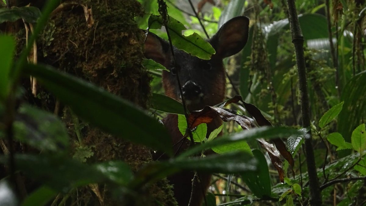 WCSColombia's tweet image. 📷Iniciamos el monitoreo de mamÍferos medianos y grandes a través de cámaras trampa en el alianza #RíoSaldañaUnaCuencadeVida. En el Tolima, en el predio La Lorena, postulado como #OMEC, en el proceso de instalación tuvimos un lindo encuentro con un venado y rastros de oso andino.