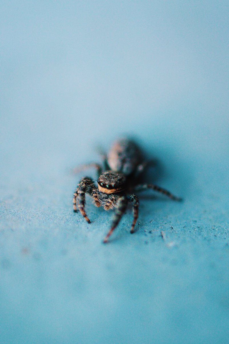 Hi Little. #spider #macro