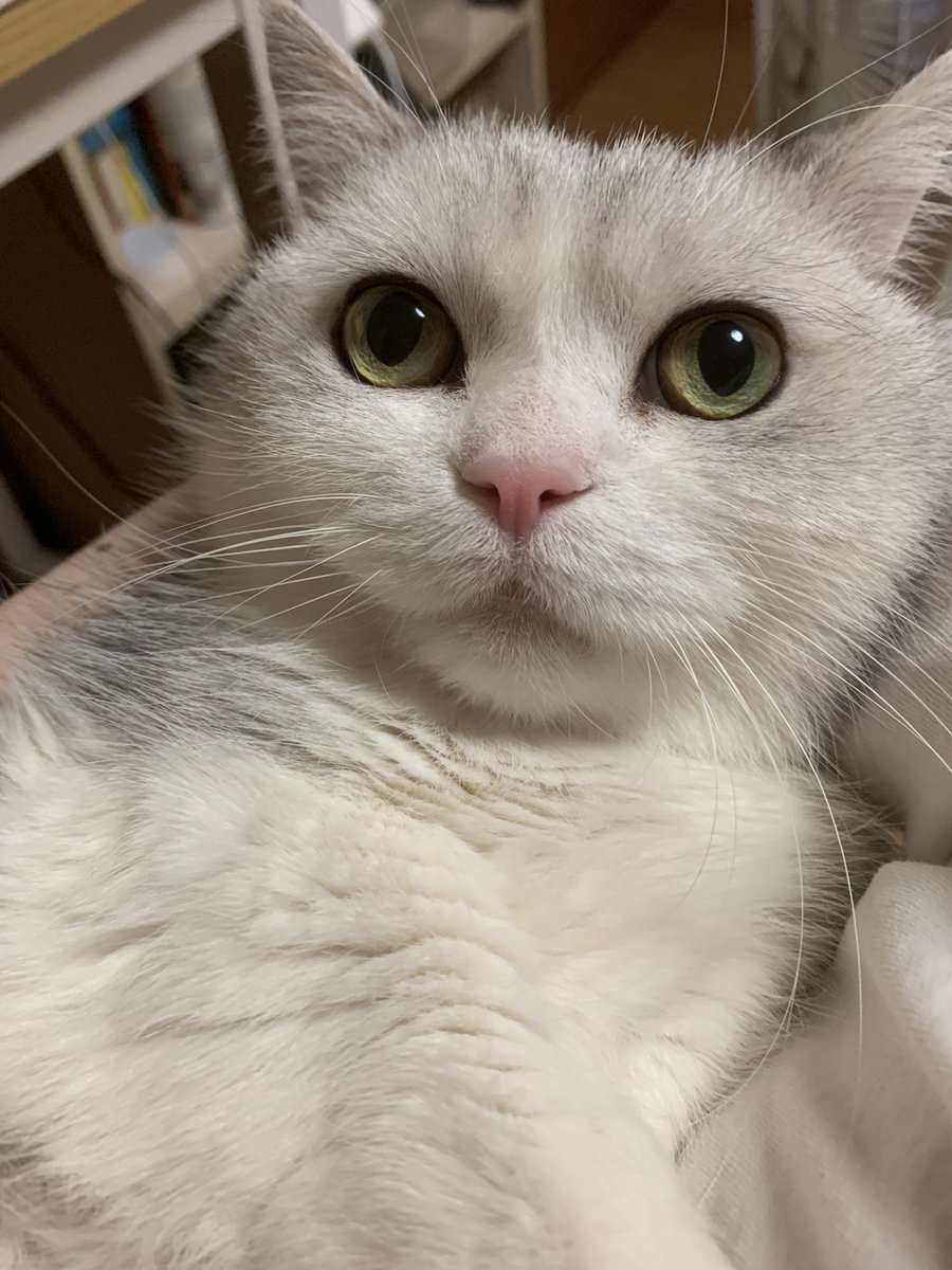 this little guy turned 10 today!!! i love hime so much c: