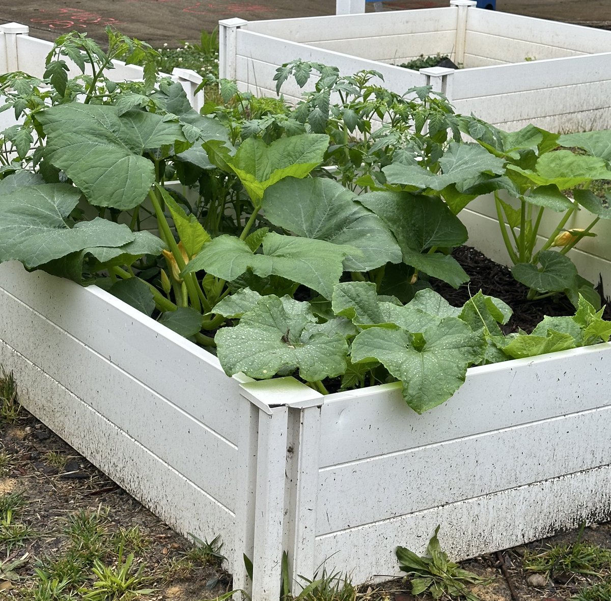 Wingate Elementary School (@wingateesnc) on Twitter photo May showers are giving AgTech gardens POWER! <a href="/UCPSNC/">Union County Public Schools</a> <a href="/AGHoulihan/">Andrew G. Houlihan</a> <a href="/TopperJenn58692/">Jennifer Topper</a> May showers are giving AgTech gardens POWER! <a href="/UCPSNC/">Union County Public Schools</a> <a href="/AGHoulihan/">Andrew G. Houlihan</a> <a href="/TopperJenn58692/">Jennifer Topper</a>