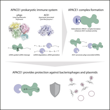 Daan C. Swarts (@dcswarts) on Twitter photo Out now in <a href="/MolecularCell/">Molecular Cell</a>: Cyanobacterial Argonautes and Cas4 family nucleases cooperate to interfere with invading DNA
cell.com/molecular-cell…
Most long-A pAgos interfere with invading DNA solo. Why then are cyanobacterial pAgos co-encoded with a Cas4-like protein?
A 🧵 Out now in <a href="/MolecularCell/">Molecular Cell</a>: Cyanobacterial Argonautes and Cas4 family nucleases cooperate to interfere with invading DNA
cell.com/molecular-cell…
Most long-A pAgos interfere with invading DNA solo. Why then are cyanobacterial pAgos co-encoded with a Cas4-like protein?
A 🧵
