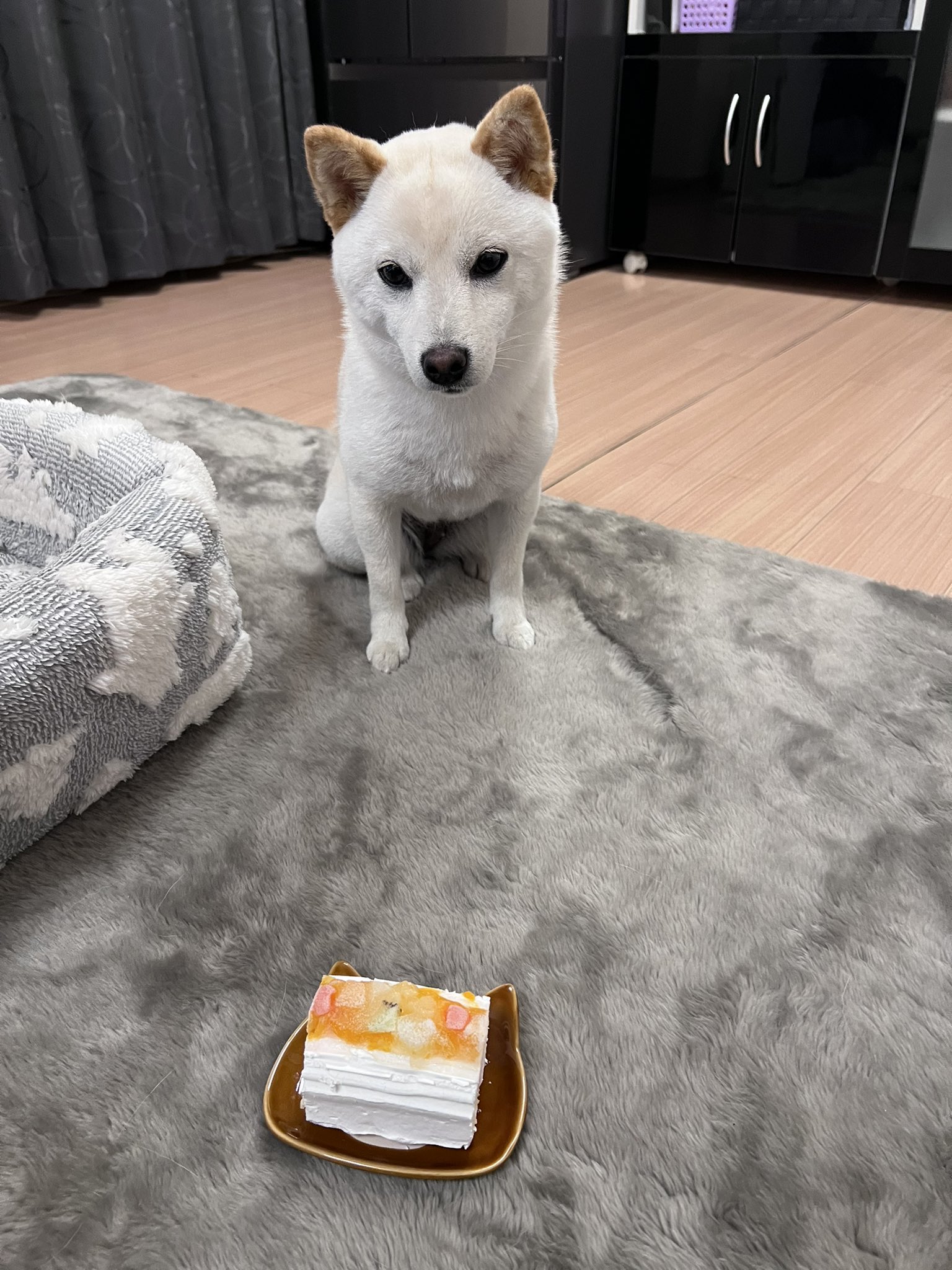柴犬💕小豆サイズの豆柴ちゃん💕超希少です💕今なら最終プライス