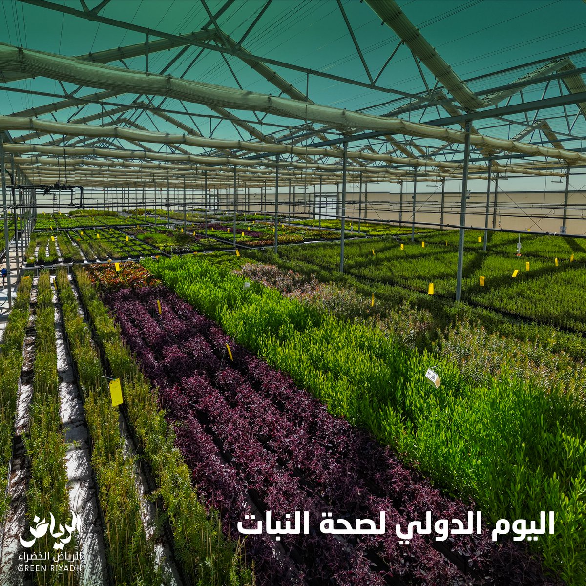 في #مشتل_ومركز_التميّز بــ #الرياض_الخضراء يتم تطبيق أفضل المعايير العالمية لضمان الحصول على أشجار ونباتات صحية #اليوم_الدولي_لصحة_النبات