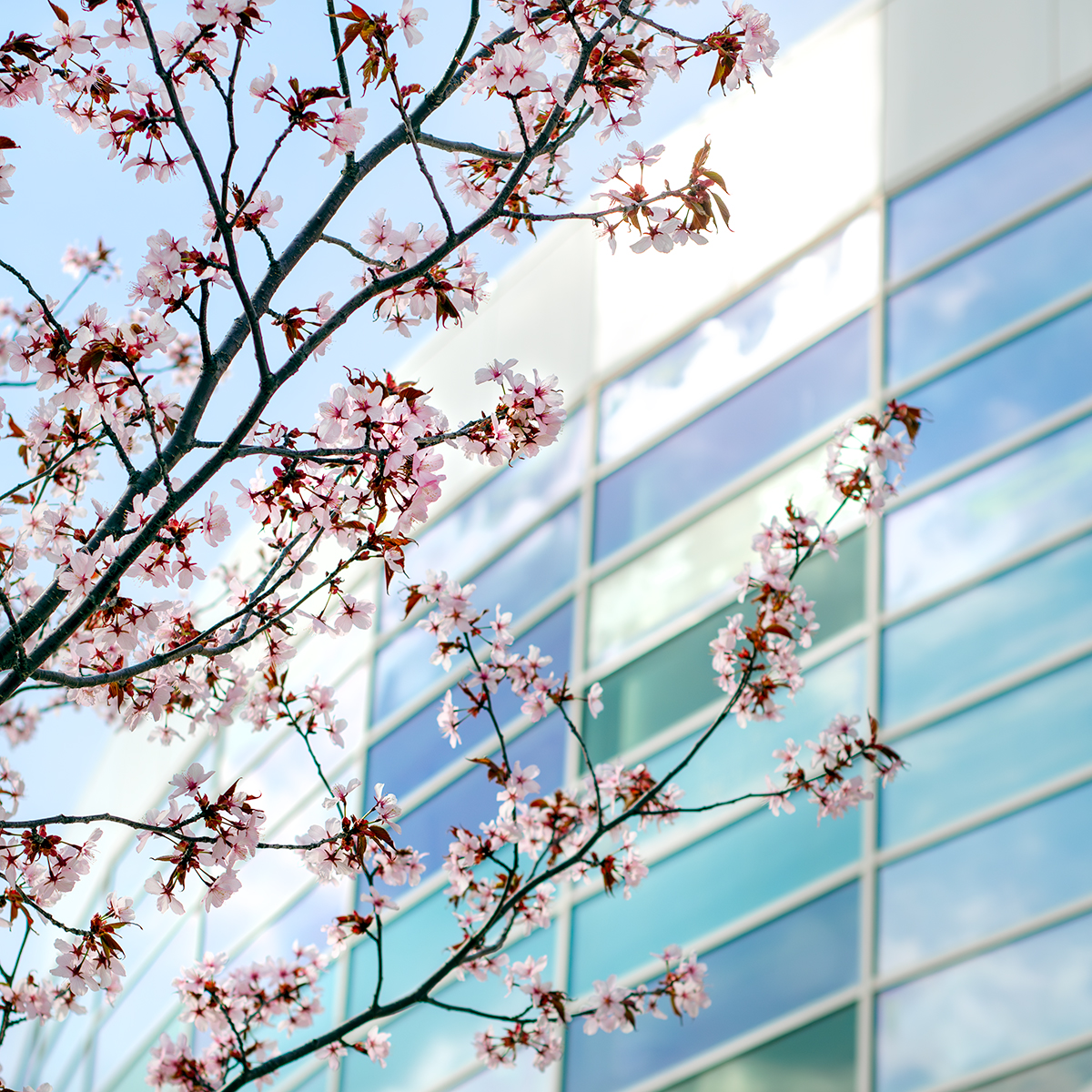 Have a great summer CMU Chippewas!