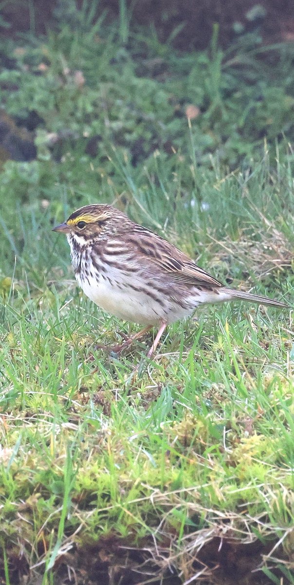 Holy Hell!! SAVANNAH SPARROW 🇺🇸 on #Unst.  4th? UK record Another super cooper special at #Skaw. What a great start to the trip. Still 2.5 weeks left  #timedthatwell 💪💥💥💥 #excited... ❤️UNST