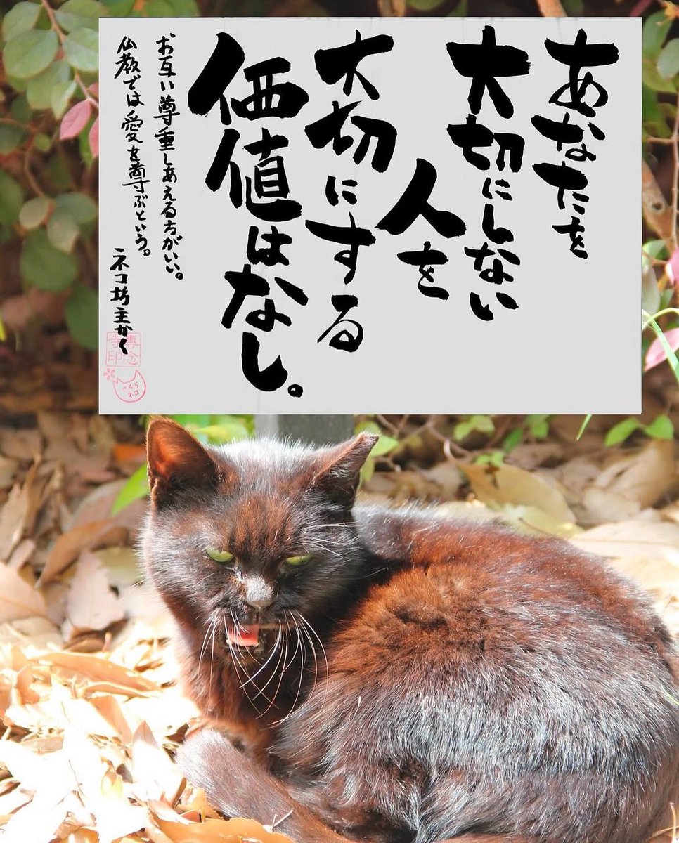 yabumoto610's tweet photo. ネコさんから人間さんへ今日の一言 https://t.co/flvRPRsP3h