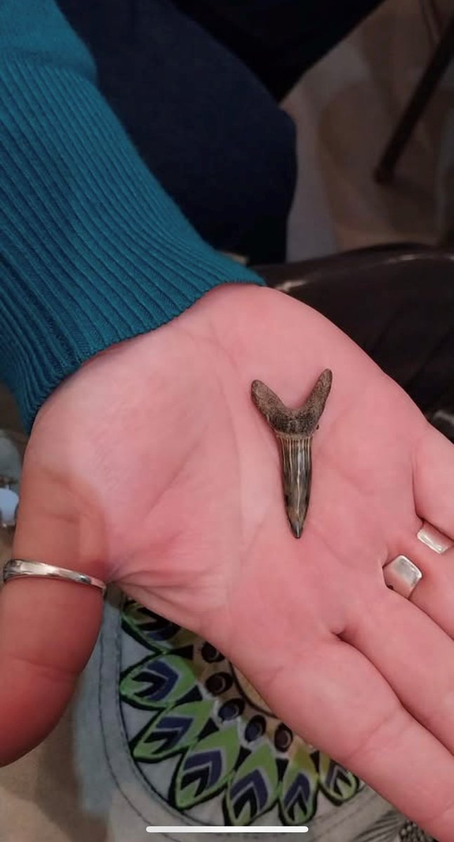 **Fossil-hunting 24th May** - Join Dr. James Barnet for a guided walk to discover rare fossil deposits in the Forest! Learn how they formed. Check out last year's pics and his book available at the Heritage Centre. Numbers limited. Ticket 👇
 ow.ly/B60y50VQeqI