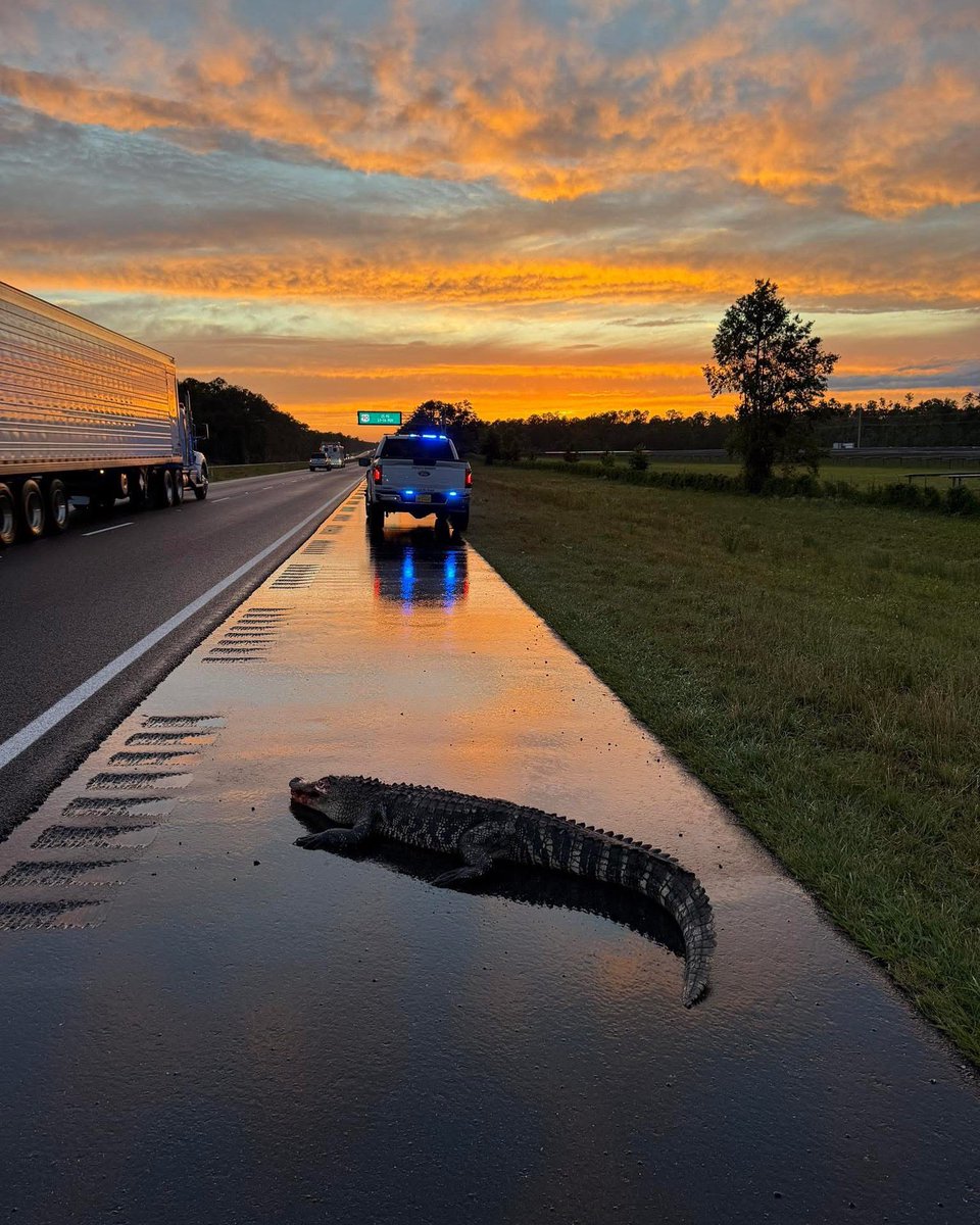 A real tail-Gator in Suwannee County, Florida.