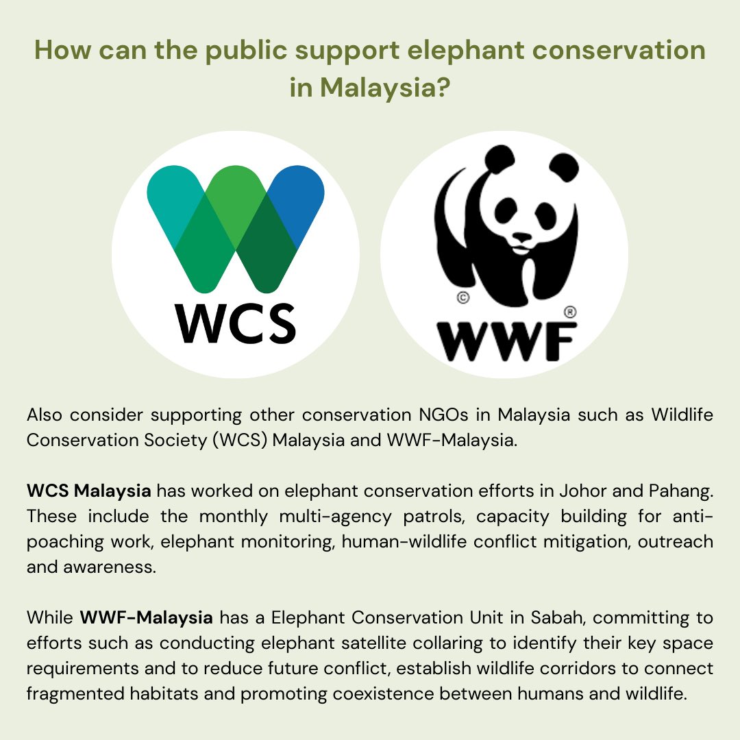 So, I made these infographics on how the public can support elephant conservation in Malaysia!

Please continue to volunteer, donate &amp; amplify the work that local NGOs are doing to protect our wildlife.