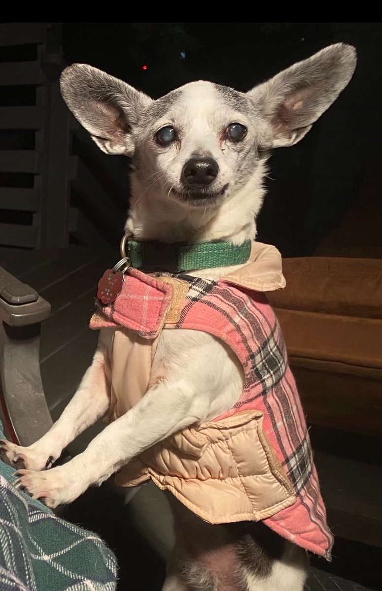 I’m absolutely devastated. We found our sweet Prissy last night—she had fallen into a tiny pond and drowned. At nearly 21, she was so frail we think she must have slipped down the porch stairs. She was the most precious little soul, and my heart is shattered.