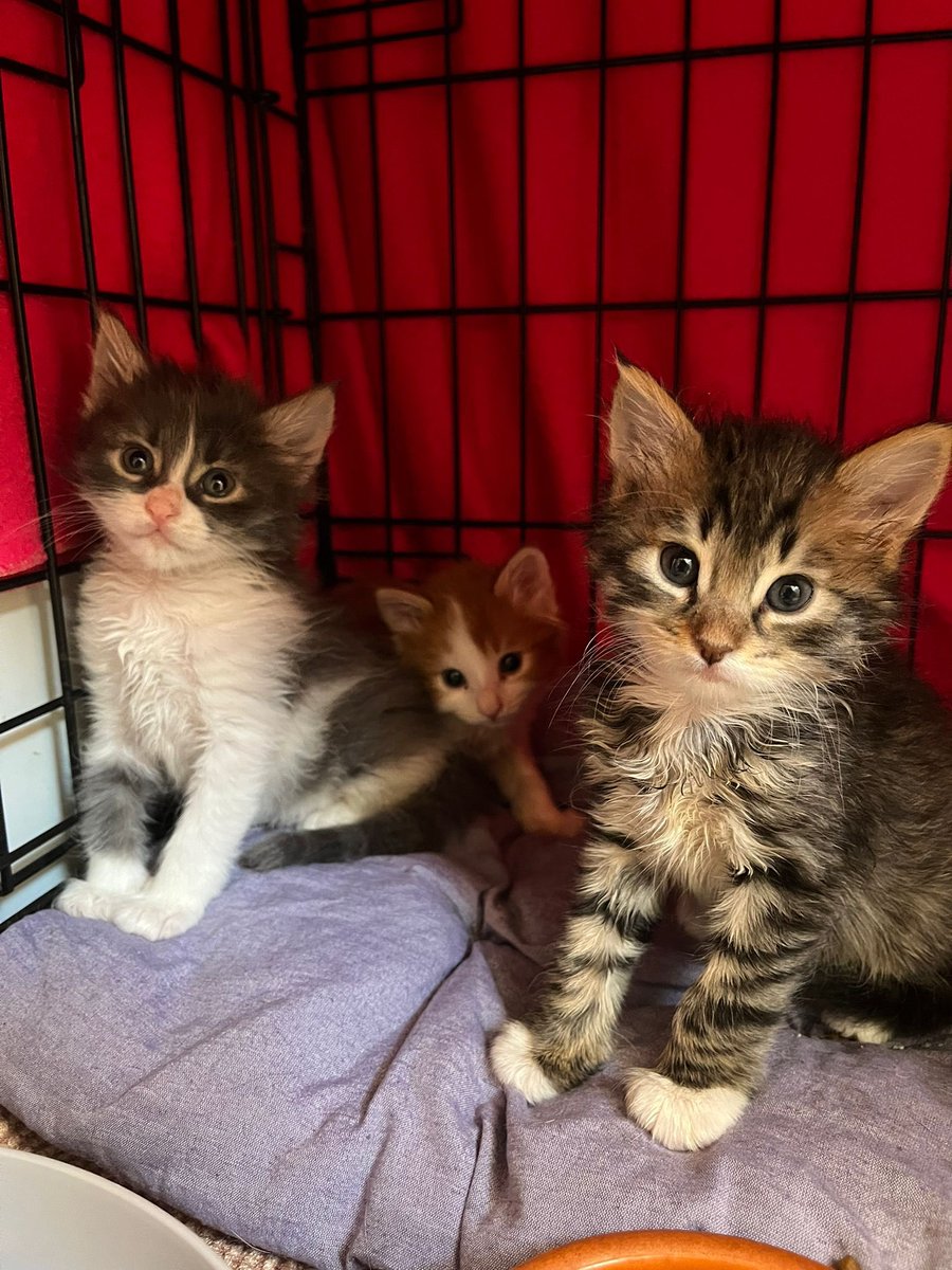 delilerinevi's tweet image. Bisi isdemeyenneri yargılamıştık. 1 aylık civarıyıs, tekir dişi kalanımız erkekiz, eskişehir ama çevre illere de geliris