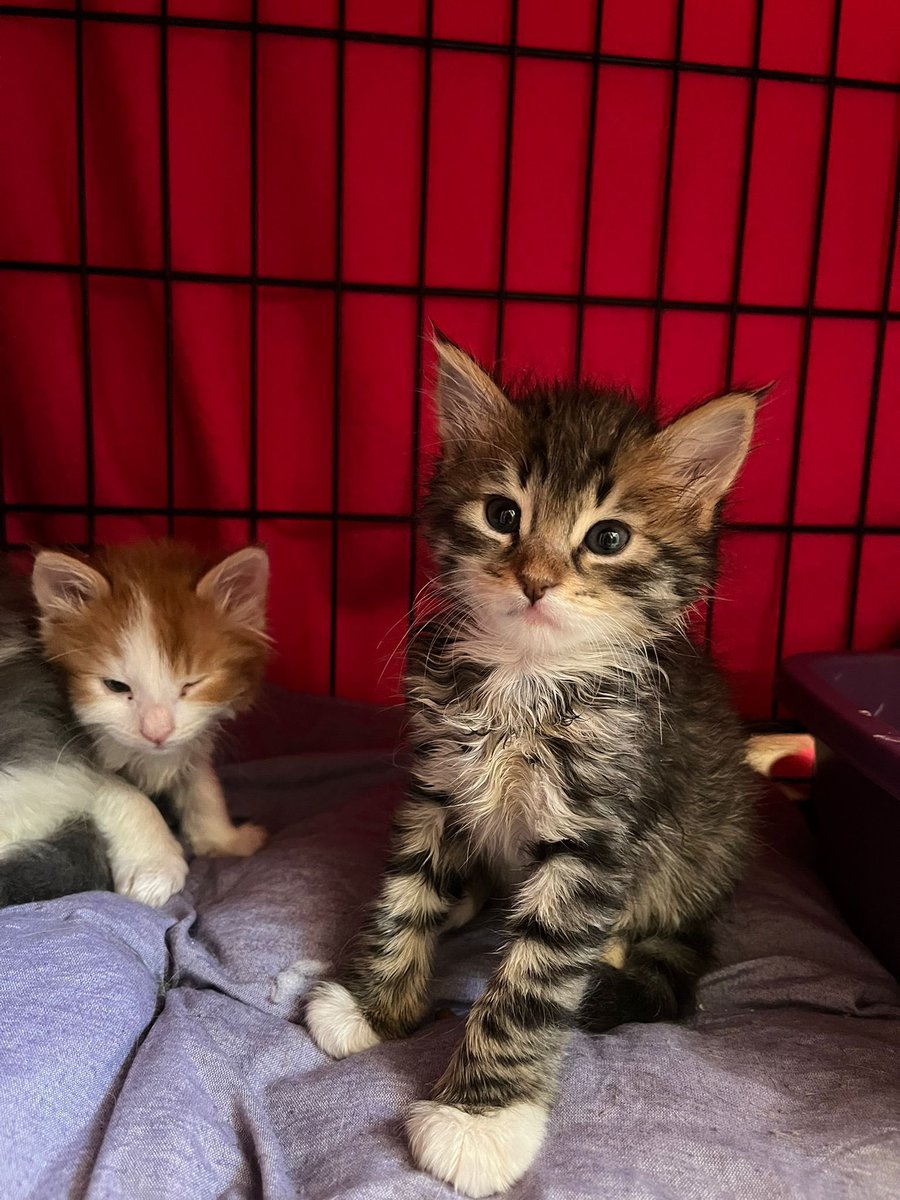 delilerinevi's tweet image. Bisi isdemeyenneri yargılamıştık. 1 aylık civarıyıs, tekir dişi kalanımız erkekiz, eskişehir ama çevre illere de geliris