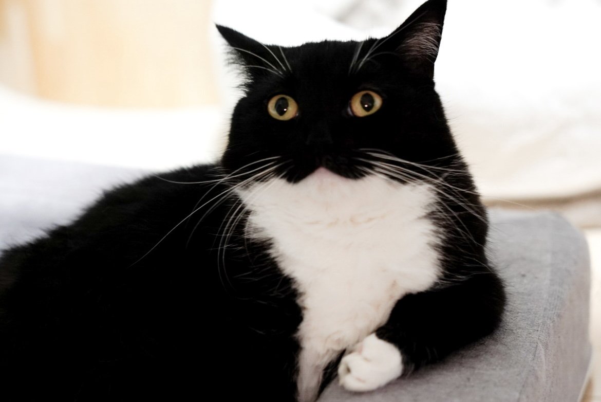 Uni… are you really a cat?