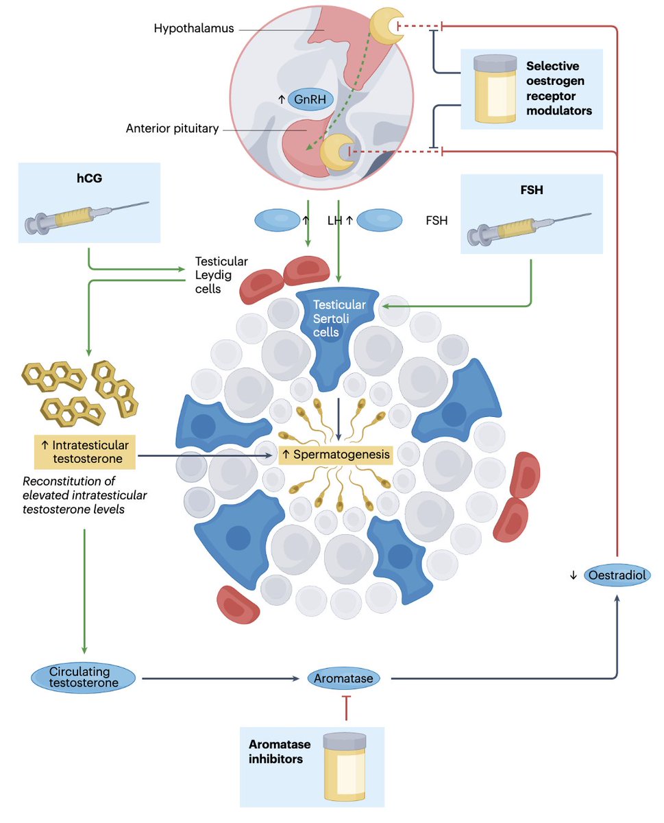 Scott Lundy MD PhD HCLD (@scottlundymdphd) on Twitter photo New <a href="/NatRevUrol/">Nature Reviews Urology</a> review out! Options for hypogonadal men desiring fertility
rdcu.be/elolH
Incredible work by <a href="/SSMR_malefactor/">Society for the Study of Male Reproduction</a> <a href="/SMSNA_ORG/">SMSNA</a> fellow applicant <a href="/BlitzUro/">Bryan Naelitz, MD</a> and <a href="/AmerUrological/">Amer. Urol. Assn.</a> resident applicant <a href="/LeilaMomtaziMar/">Leila Momtazi-Mar (Bushweller)</a>
and the whole <a href="/CleClinicUro/">Cleveland Clinic Urology</a> #lundylab team New <a href="/NatRevUrol/">Nature Reviews Urology</a> review out! Options for hypogonadal men desiring fertility
rdcu.be/elolH
Incredible work by <a href="/SSMR_malefactor/">Society for the Study of Male Reproduction</a> <a href="/SMSNA_ORG/">SMSNA</a> fellow applicant <a href="/BlitzUro/">Bryan Naelitz, MD</a> and <a href="/AmerUrological/">Amer. Urol. Assn.</a> resident applicant <a href="/LeilaMomtaziMar/">Leila Momtazi-Mar (Bushweller)</a>
and the whole <a href="/CleClinicUro/">Cleveland Clinic Urology</a> #lundylab team