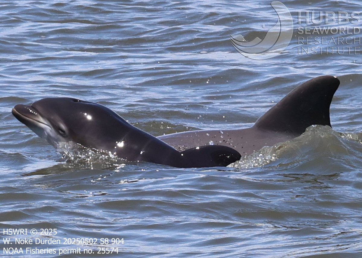 Hubbs Marine Mammal Research & Rescue tweet media