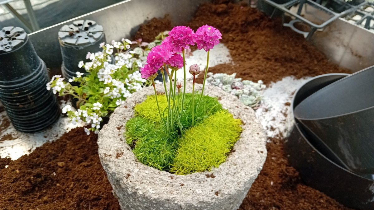 ProjectsBCNaklo's tweet image. We’re incredibly proud of our 5 students from Biotehncal Centre Naklo 🌱 who successfully completed their #ErasmusPlus exchange in Croatia, gaining hands-on experience at #ArboretumOpeka, Marčan Rasadnik cvijeća &quot;Krklec&quot;, and Cvjećarstvo Težak.
#CMEPIUS #BCNaklo #Horticulture