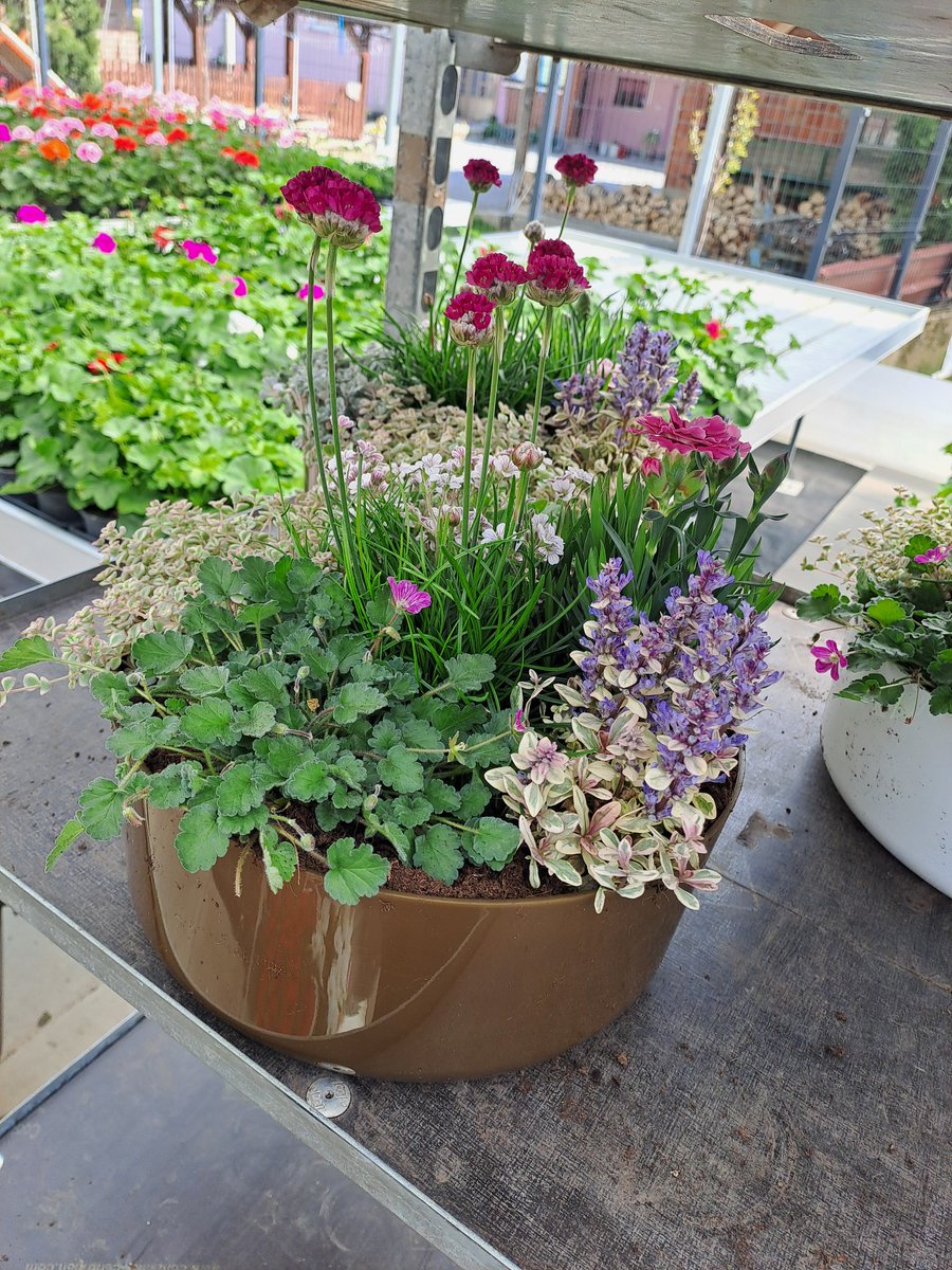 ProjectsBCNaklo's tweet image. We’re incredibly proud of our 5 students from Biotehncal Centre Naklo 🌱 who successfully completed their #ErasmusPlus exchange in Croatia, gaining hands-on experience at #ArboretumOpeka, Marčan Rasadnik cvijeća &quot;Krklec&quot;, and Cvjećarstvo Težak.
#CMEPIUS #BCNaklo #Horticulture