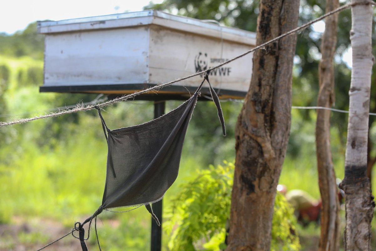 WWF-Tanzania tweet media