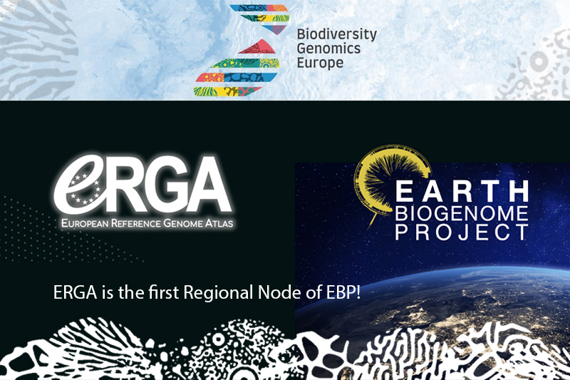 Biodiversity Genomics Europe (BGE) (@biogeneurope) on Twitter photo We are happy to announce that <a href="/EBPgenome/">Earth BioGenome Project 🌍</a> has formally recognised <a href="/erga_biodiv/">European Reference Genome Atlas</a>, BGE’s genome stream, as its first regional node representing the #European continent. 🎉
🔗 Read the full article on our #BGE website: biodiversitygenomics.eu/2025/05/12/erg…
<a href="/REA_research/">European Research Executive Agency</a> #genomes for #biodiversity We are happy to announce that <a href="/EBPgenome/">Earth BioGenome Project 🌍</a> has formally recognised <a href="/erga_biodiv/">European Reference Genome Atlas</a>, BGE’s genome stream, as its first regional node representing the #European continent. 🎉
🔗 Read the full article on our #BGE website: biodiversitygenomics.eu/2025/05/12/erg…
<a href="/REA_research/">European Research Executive Agency</a> #genomes for #biodiversity