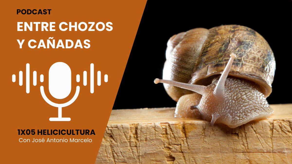 🎙️ ¡Este miércoles 14 de mayo estrenamos un nuevo episodio de #EntreChozosYCañadas!

🐌 Tema: #Helicicultura 
👤 Invitado: José Antonio Marcelo (ANCEC) 
🔍Una mirada a la cría de #caracoles en España: retos, oportunidades y sostenibilidad.  

🔗rfeagas.es/helicicultura-…