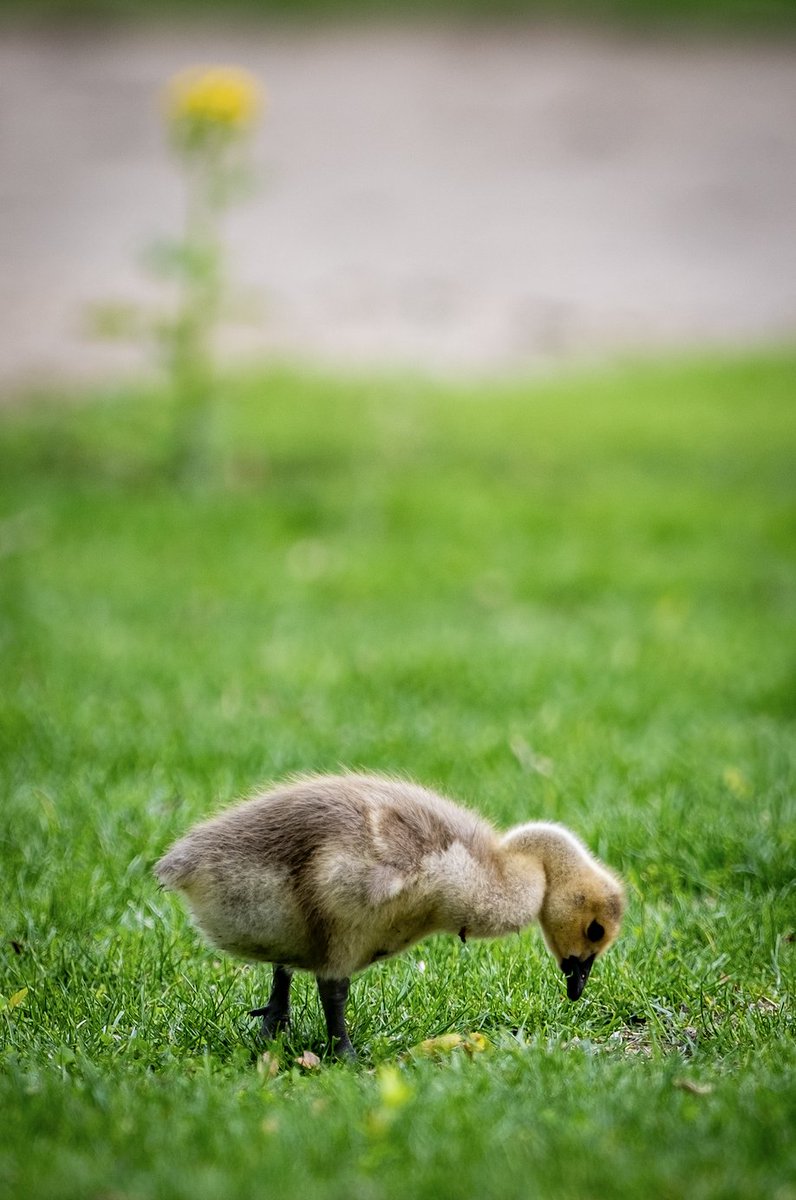 Campus doesn't feel the same without our students, but the baby goslings are enjoying the extra space 🥹

Wishing everyone a happy and safe summer break! #honkhonk