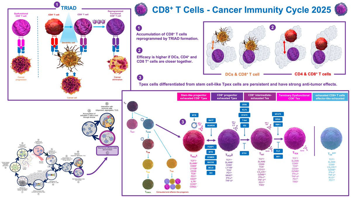 KatsuakiMaehara's tweet image. 1/2
💫 Immunology
🔬 CD8+ T cells - Cancer Immunity Cycle 2025 🔬
@ImmunityCP
@Cancer_Cell
#Immunology
#CD8
#tcell