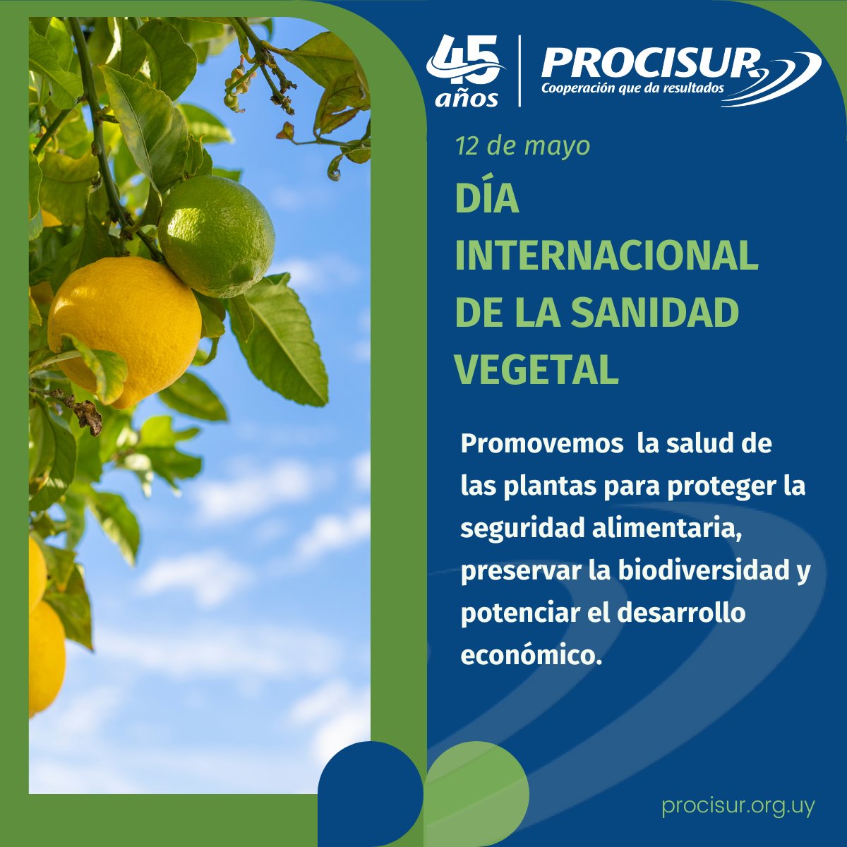 Procisur (@procisur) on Twitter photo 🌱 Día Internacional de la Sanidad Vegetal🌱
#UnaSalud #SanidadVegetal #Plantas #IntensificacionSostenible 🌱 Día Internacional de la Sanidad Vegetal🌱
#UnaSalud #SanidadVegetal #Plantas #IntensificacionSostenible