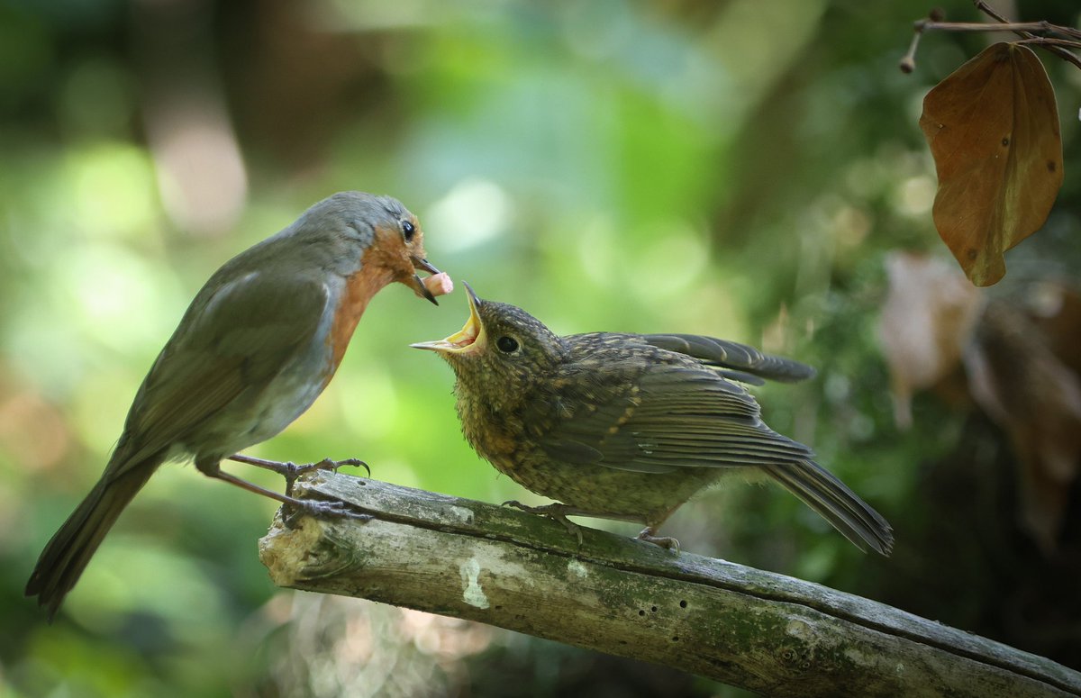Paul Gray (@paulgray74) on Twitter photo #Robin feeding the young at brickcroft #preston #lancashire <a href="/blogpreston/">Blog Preston</a> <a href="/men_preston/">Preston Men’s Mental Health Network</a> #Robin feeding the young at brickcroft #preston #lancashire <a href="/blogpreston/">Blog Preston</a> <a href="/men_preston/">Preston Men’s Mental Health Network</a>
