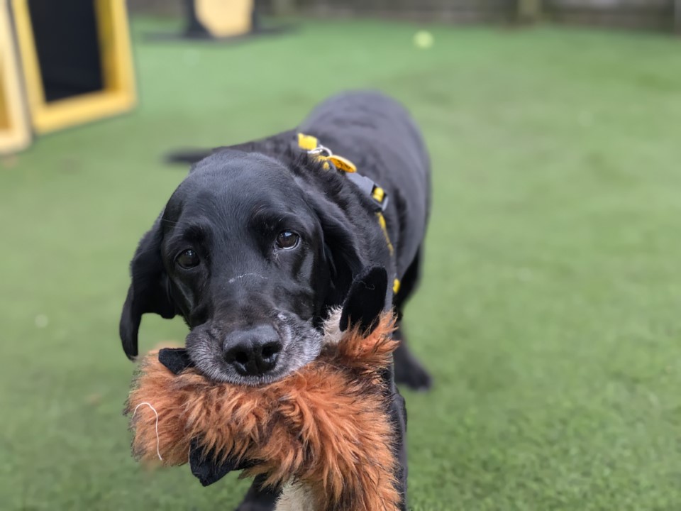Super Sam is still on the look out for his forever home! 💛 This 12 year old retriever x spaniel is a big snuggle bug who loves his soft toys. Sam wants nothing more than a quiet retirement home where he is the only pet to get all the attention 🐾

Could you give Sam his forever