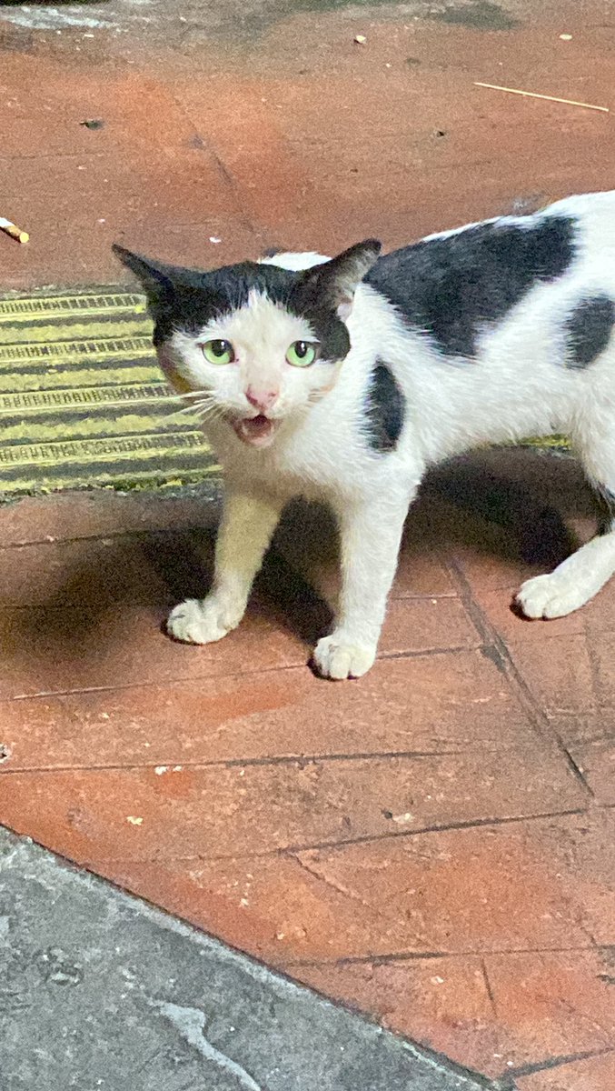 ketemu kucing berponi🤣🤣