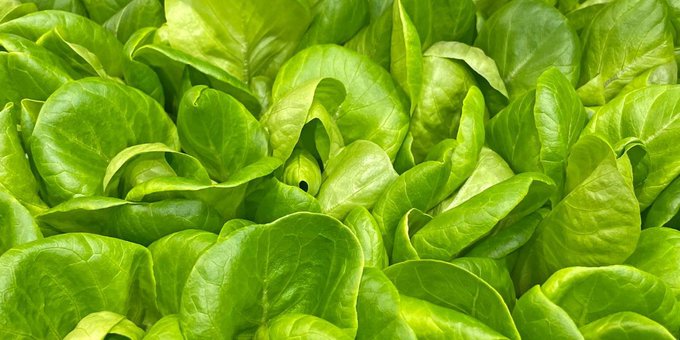 Our greens are so clean that we don't have to wash them, and you don't, either. Just open the package and eat.