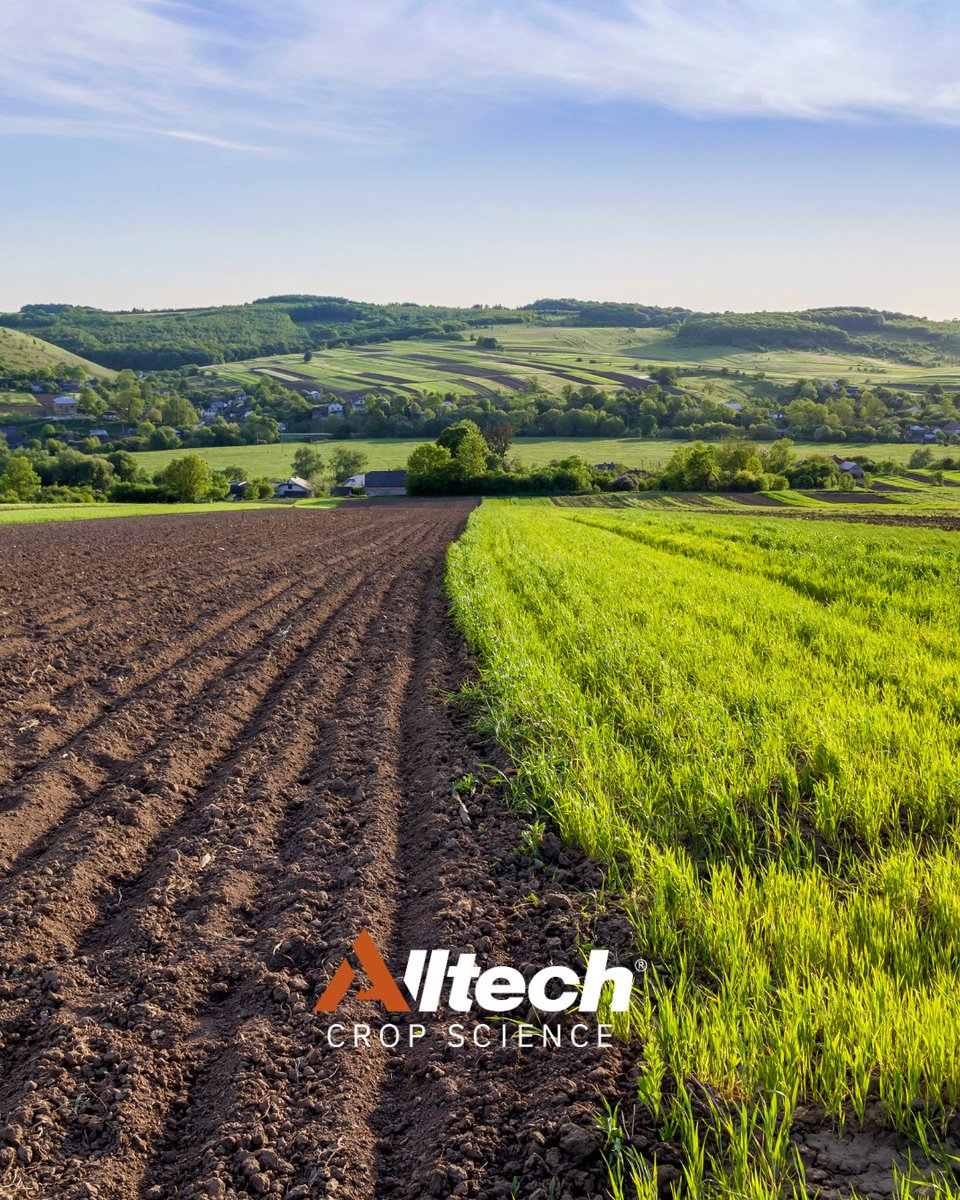 🌾 Suelos supresivos: aliados naturales contra enfermedades en cultivos.

Un suelo equilibrado y rico en microorganismos beneficiosos protege tus plantas de patógenos. 

¡Más en nuestra web! alltech.com/es-es/blog/que… 

#ExpertosEnSaludDelSuelo 👨‍🌾