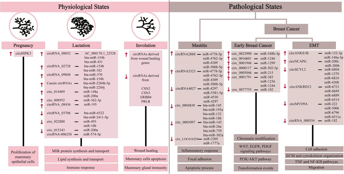 Mammary_journal's tweet image. The review by Rabih Talhouk and team highlights the involvement of circRNAs during key developmental stages of the MG (particularly in lactation) and in disease, such as mastitis and cancer. 🧬🐮
link.springer.com/article/10.100…