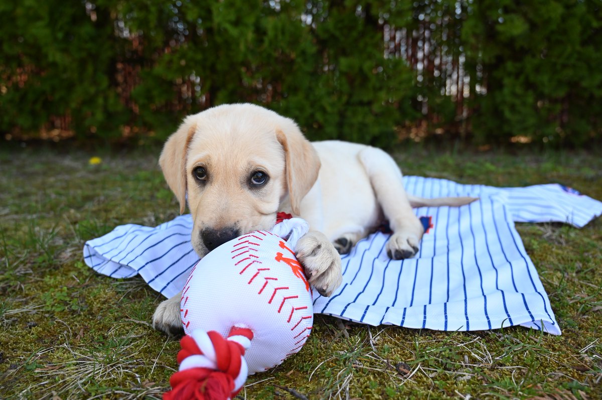 Before we send this good boy off for formal training, join us as we look back on Buddy's first ever photoshoot. 🥹