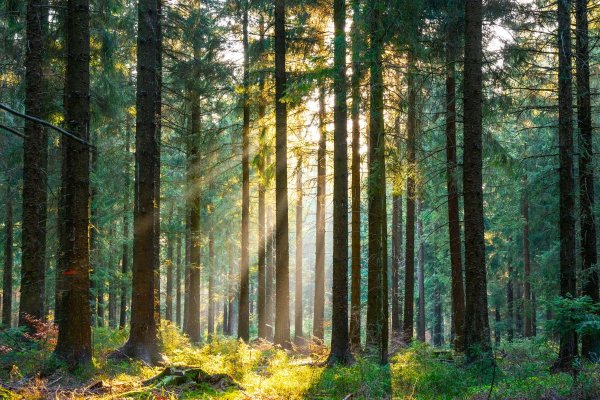 Treemissions tweet media