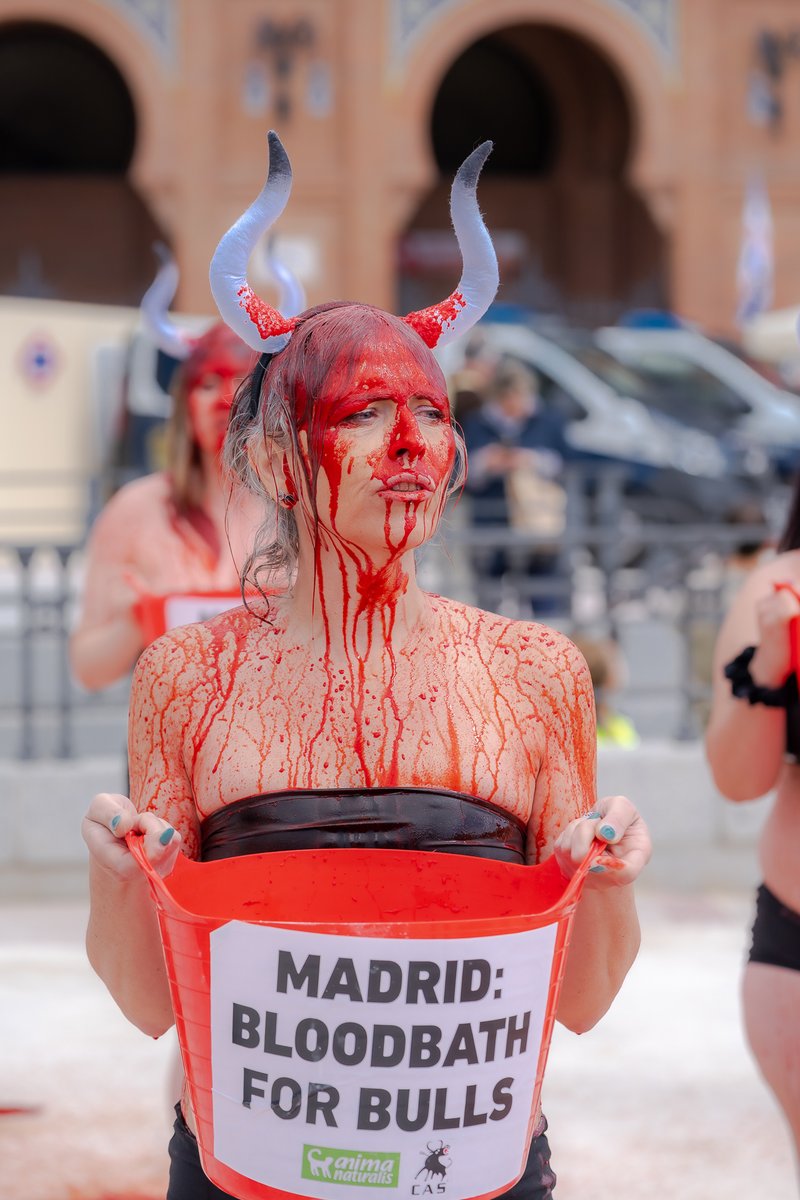 Gisteren protesteerden we tegen het stierenvechten in Madrid, Spanje! 

Tijdens de San Isidro-feestdagen in mei worden in de Spaanse hoofdstad zo’n 200 stieren gedood in stierengevechten. Het protest werd georganiseerd door AnimaNaturalis en CAS Interntational.