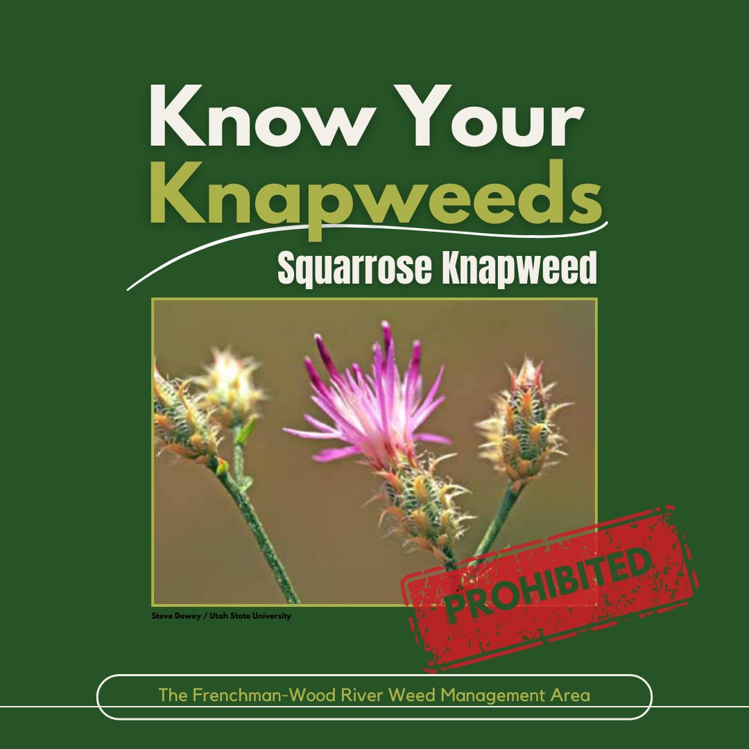 FWRWMA's tweet photo. Squarrose knapweed is tolerant of alkaline soils and dry conditions. In unfavourable conditions, it can remain as a rosette for several years. Early detection helps protect our grasslands. https://t.co/dfRS0rkjcV