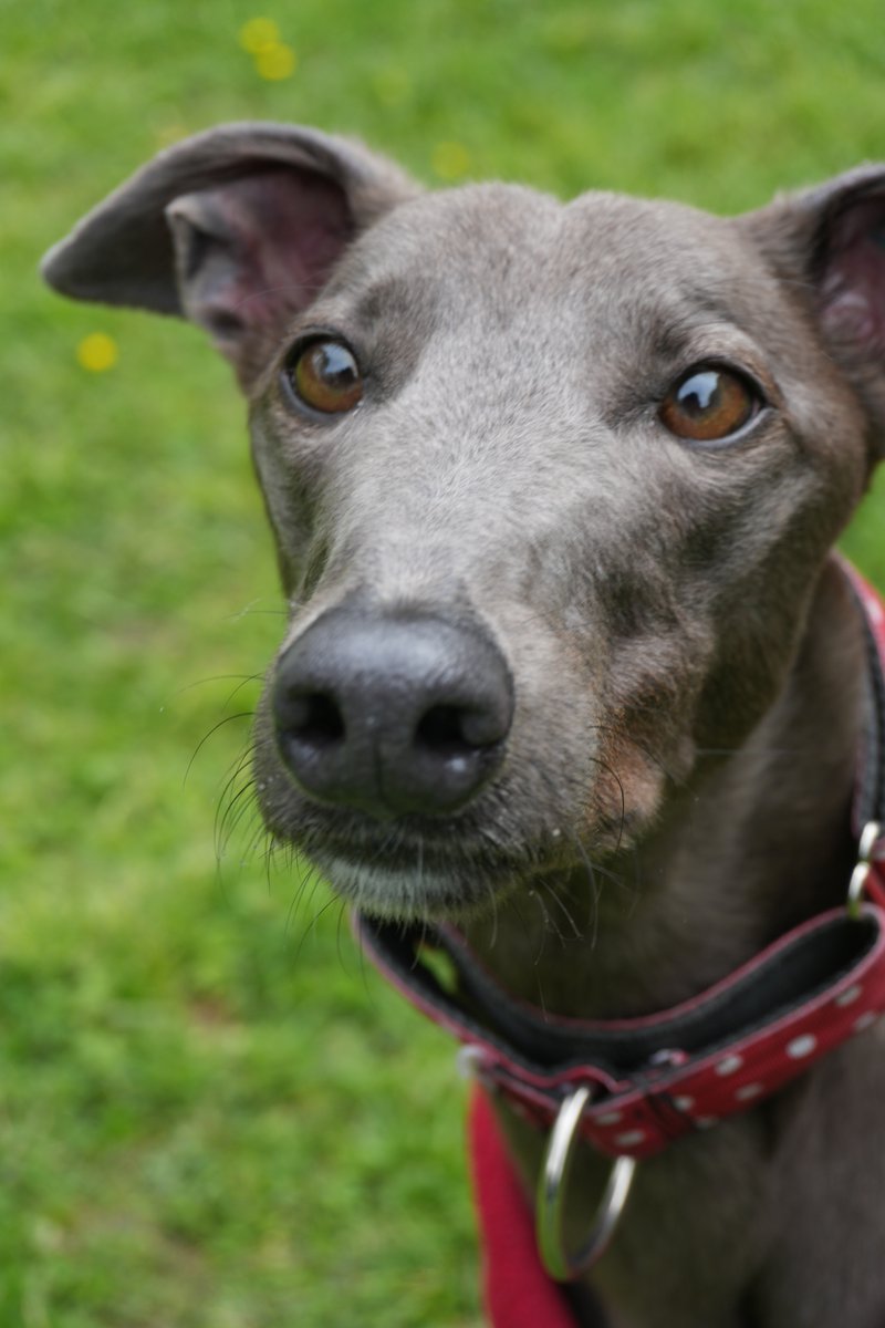 Meet Tilly, a young ex-racer looking for a loving home! 🛋 She's super sweet, walks beautifully, loves soft toys, and needs secure off-lead space while her recall improves. Best suited to a calm home with older kids, no cats, maybe a dog friend! 👉 hoperescue.org.uk/adopt-tilly