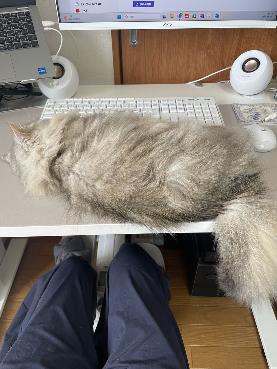 お仕事しちゃ嫌😡