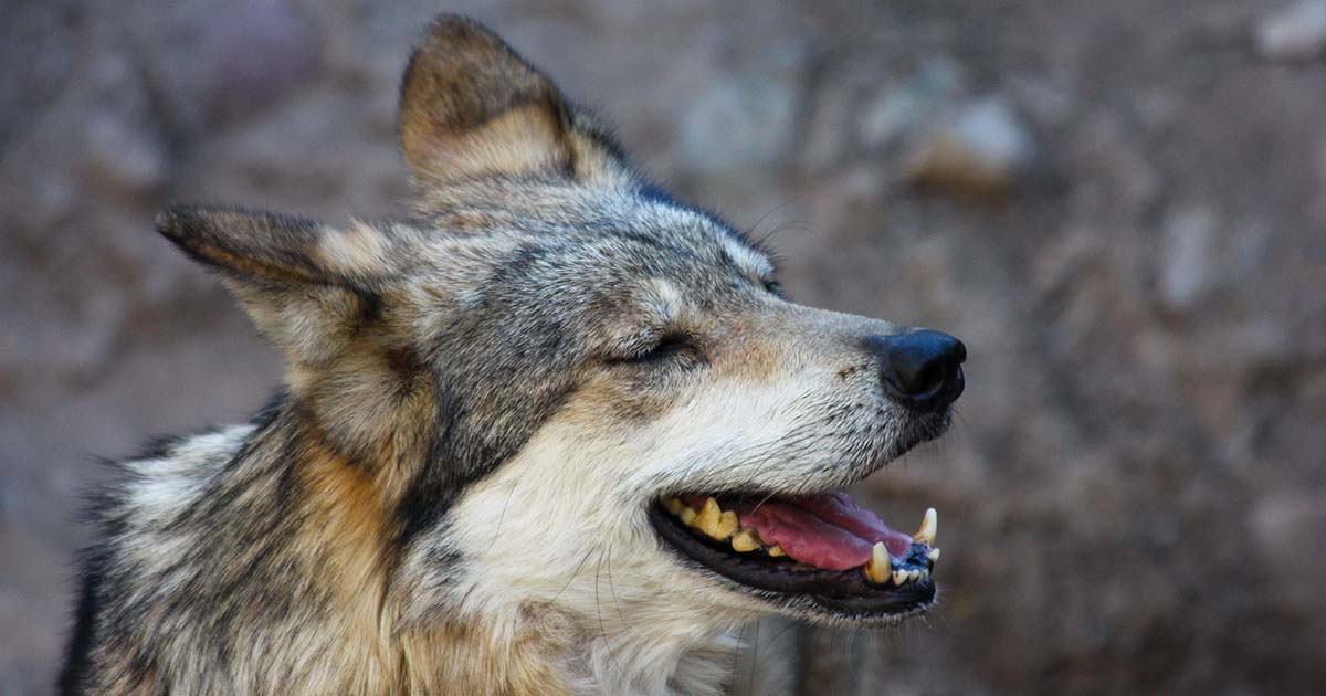 #MexicanWolves in the #SkyIslands need our help: Tomorrow, May 13, at 5:30pm, Cochise County is holding a town hall in Bisbee to discuss the wolf packs currently living in the #Chiricahuas, and we need folks to attend and advocate for peaceful coexistence: ow.ly/EjrZ50VQjsQ