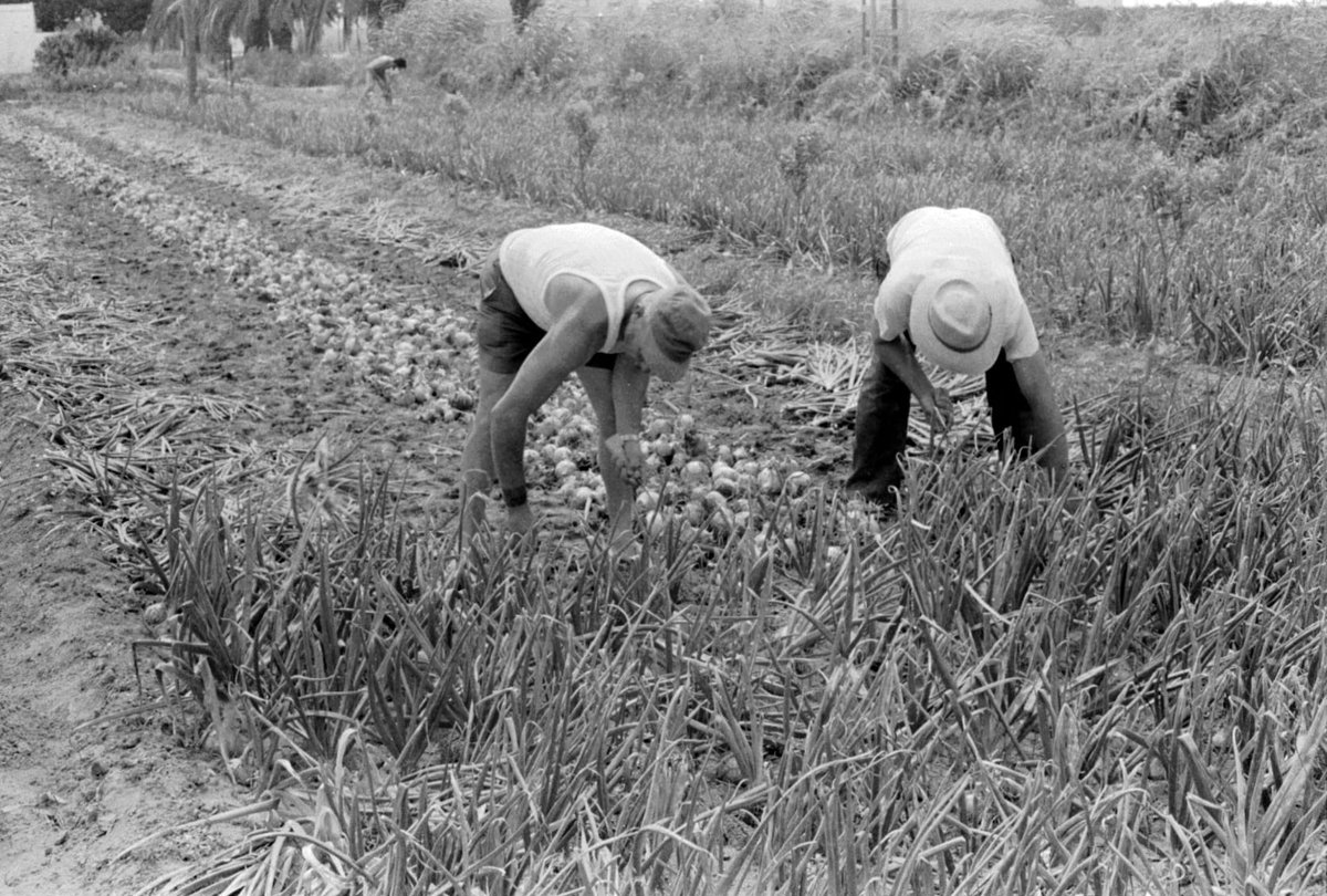 🟨 La Biblio de #LETNO ens convida a la pròxima #EnVeuAlta: 🗣️
«Una explotació agraria de l'Horta Sud durant l'autarquia (1939-1959) de Carles Rodrigo Alfonso.

Amb l'autor: Josep Baixauli, president de l' <a href="/IdecoH/">IDECOHortaSud</a>/ @<a href="/inst_estudis_PV/">Federació d'Instituts d'Estudis del PV</a>
📆 28 de maig / 18:30 h
letno.dival.es/va/actividad/c…